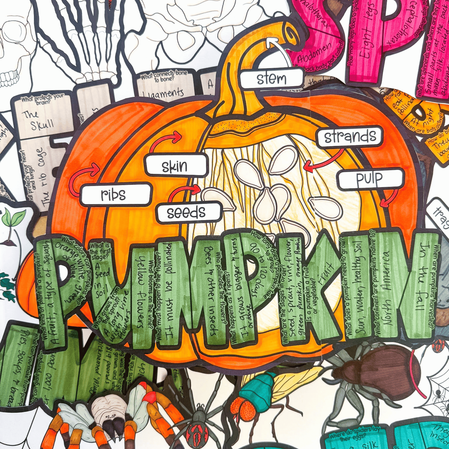 Parts of a Pumpkin Craft
