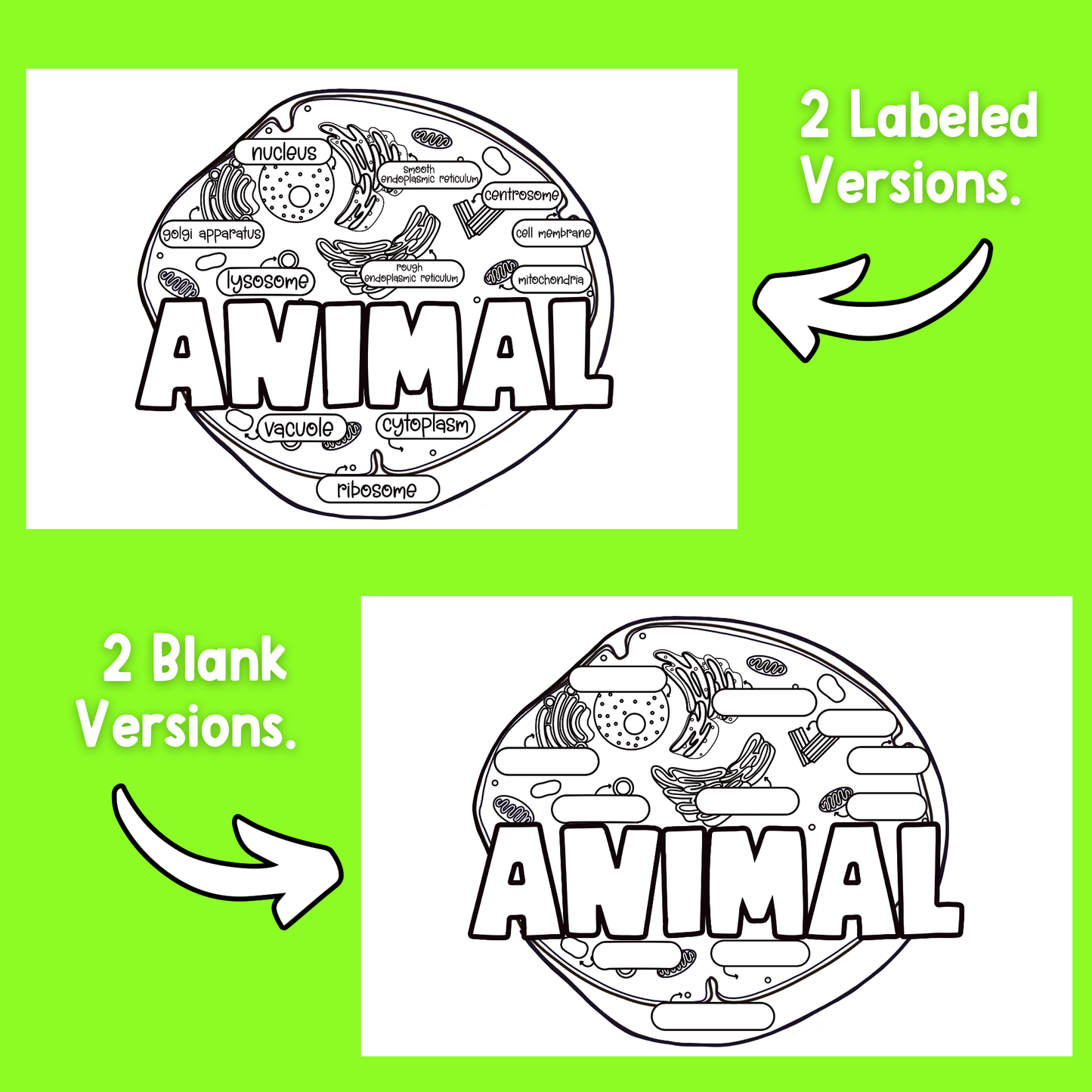 Animal Cell Coloring Page Diagram