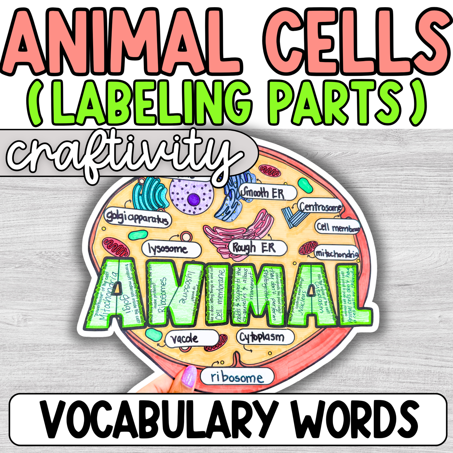 Animal Cell Coloring Page Diagram