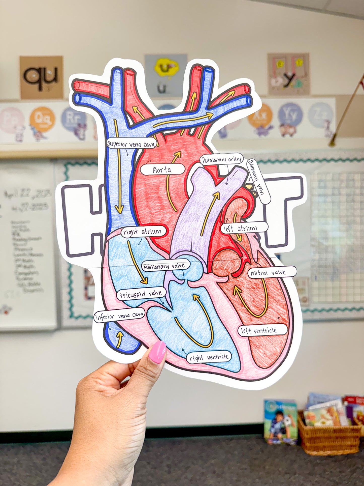 Parts of the Heart- Cardiovascular System