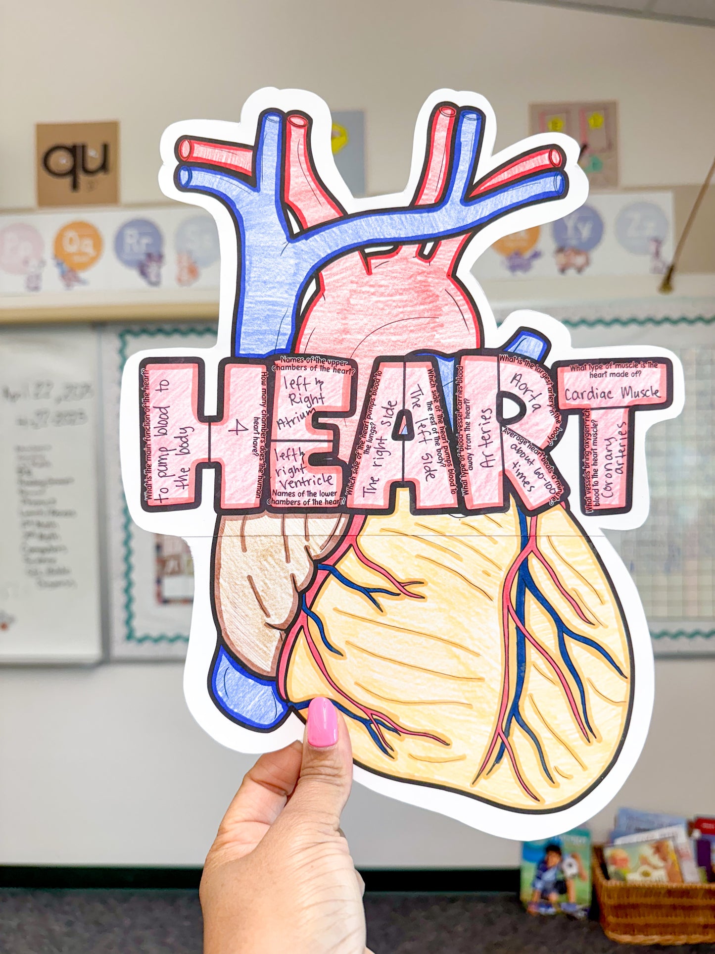 Parts of the Heart- Cardiovascular System