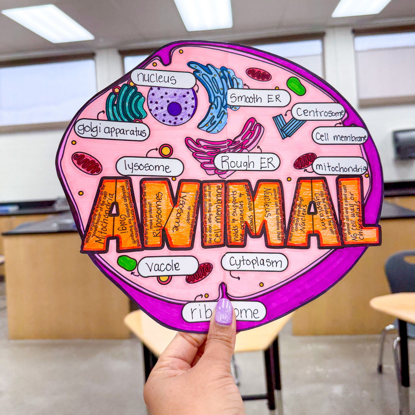 Animal Cell Coloring Page Diagram