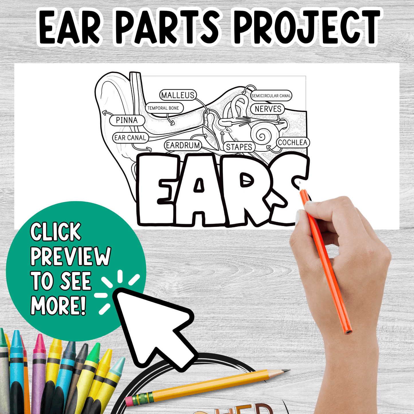 Part of the Ear Diagram