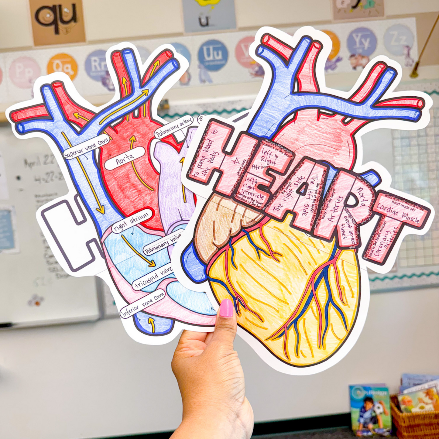 Parts of the Heart- Cardiovascular System