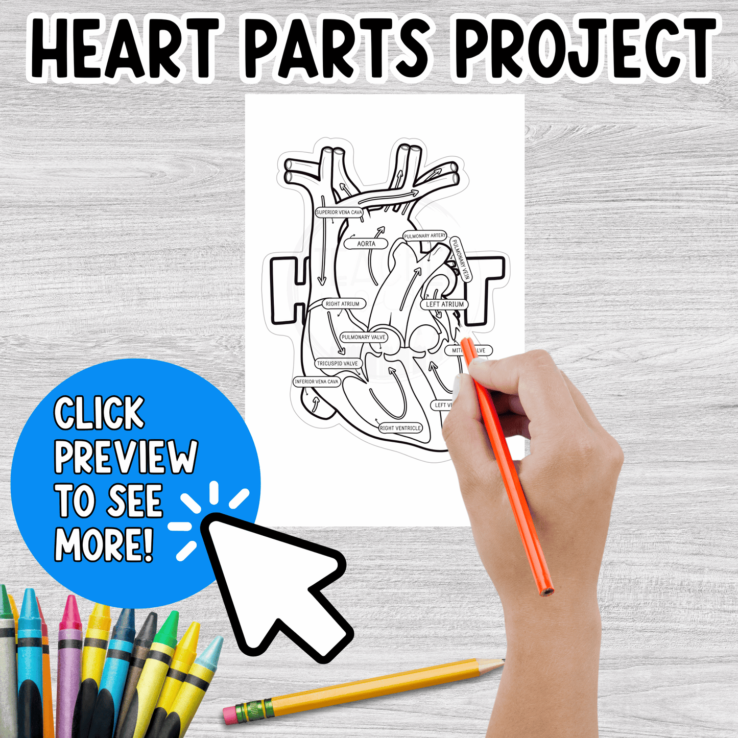 Parts of the Heart- Cardiovascular System