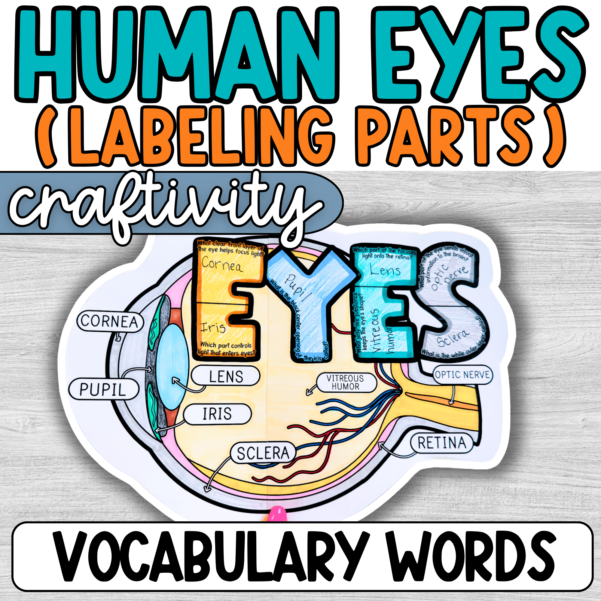 Parts of the Eye Diagram – Teacher Noire