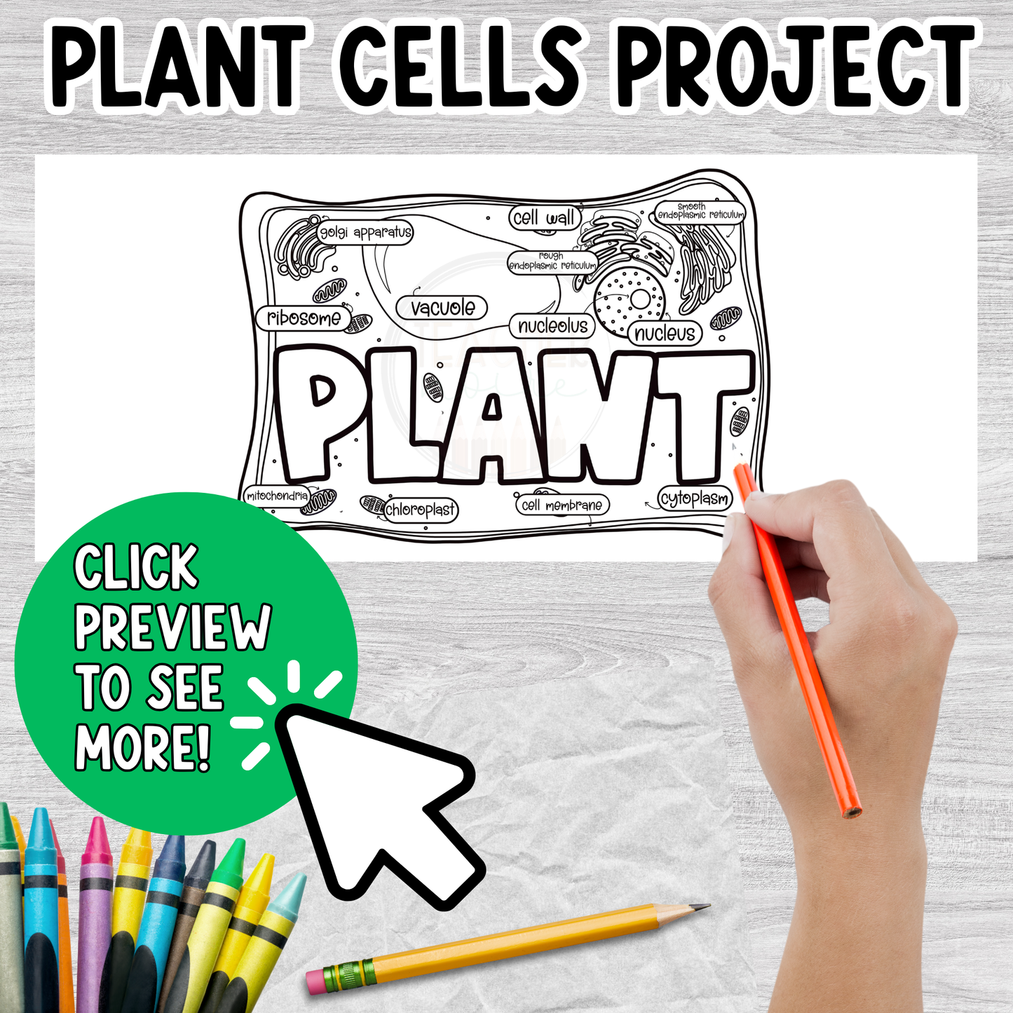 Plant Cells Craftivity