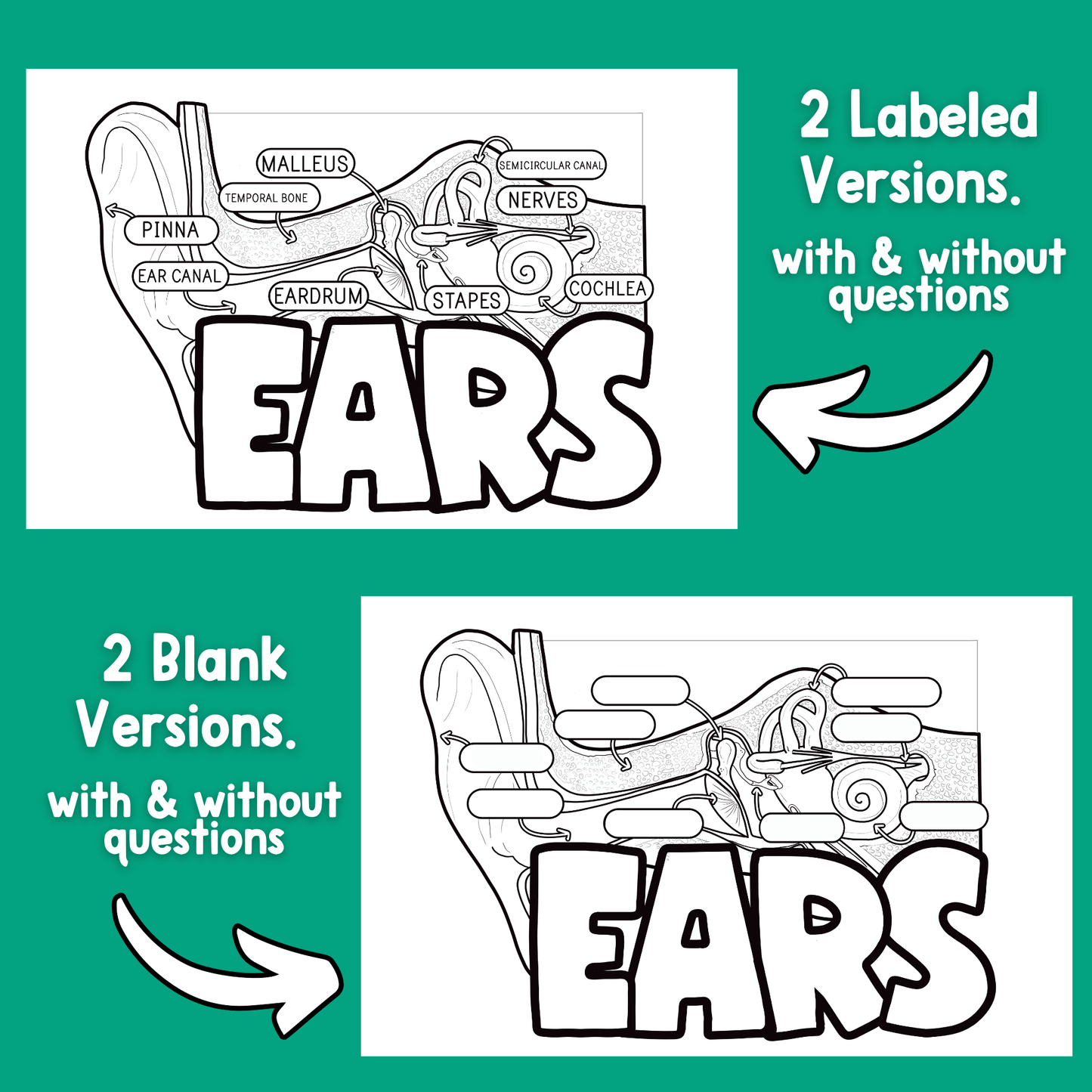 Part of the Ear Diagram