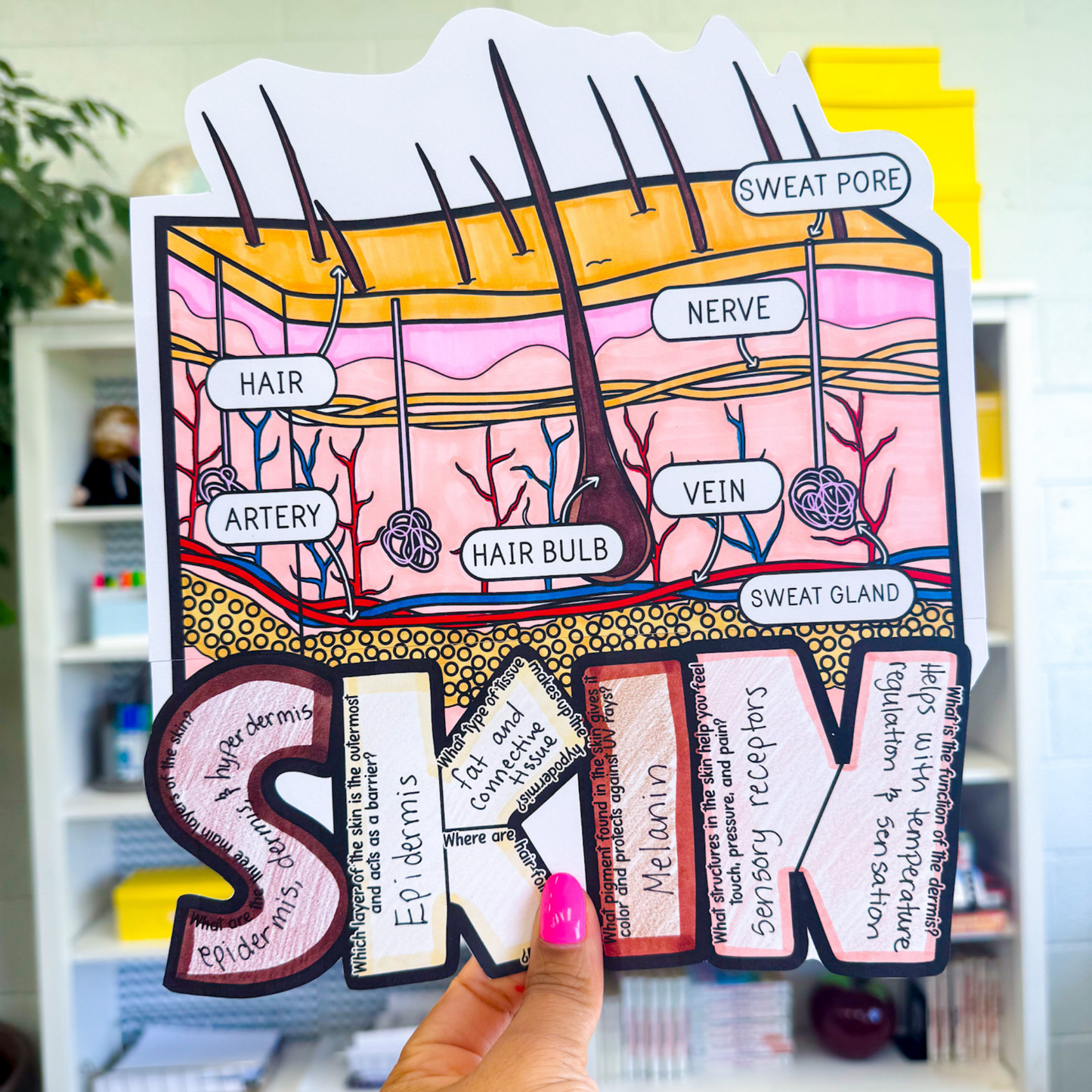 Parts of Skin Diagram