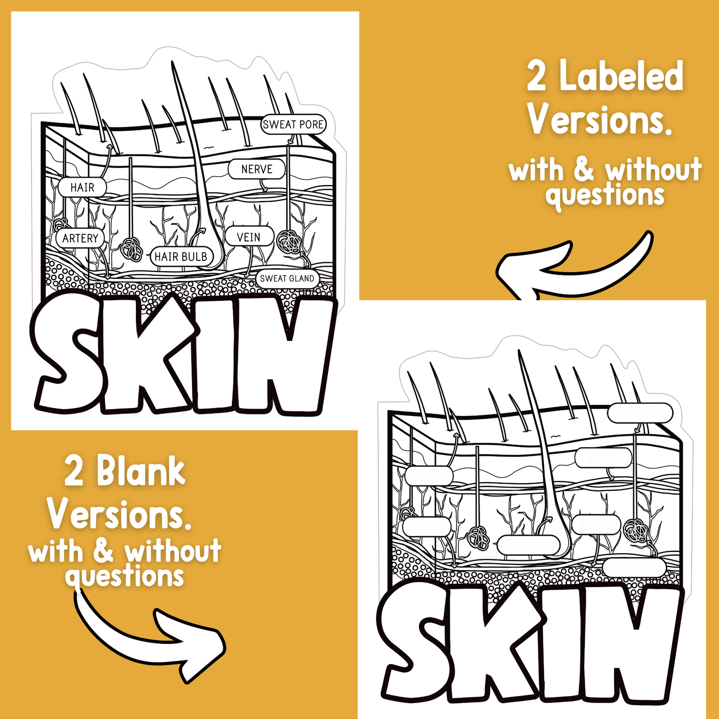 Parts of Skin Diagram