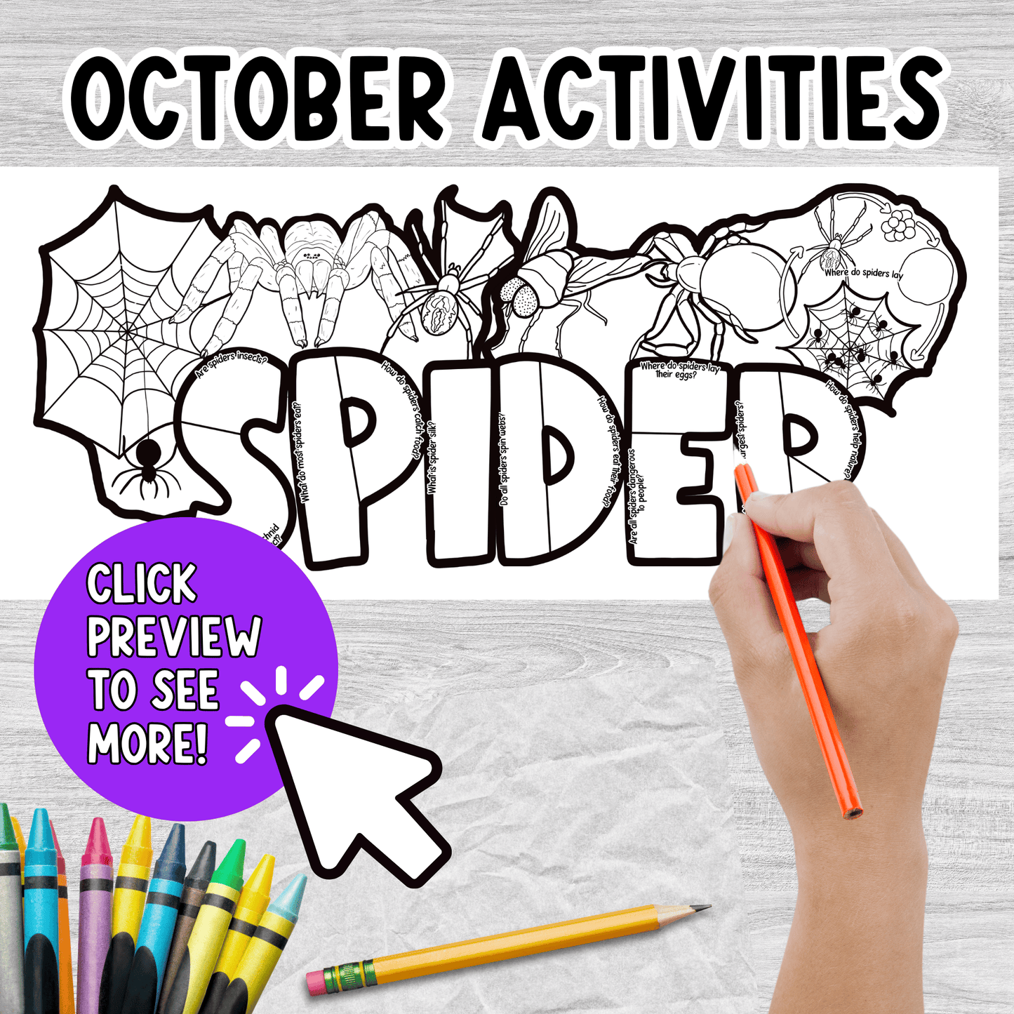 All About Spiders Project