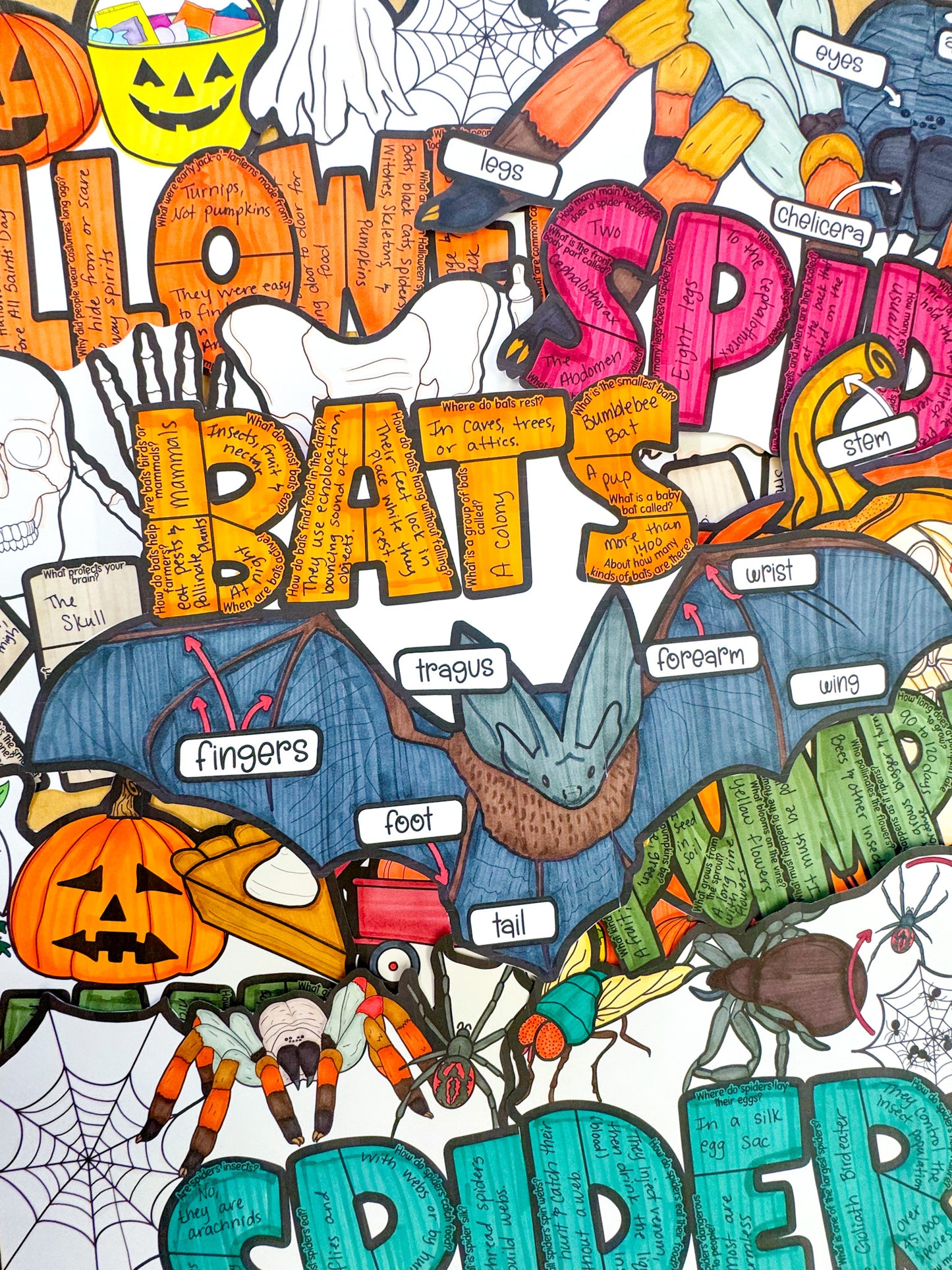 All About Bats Project