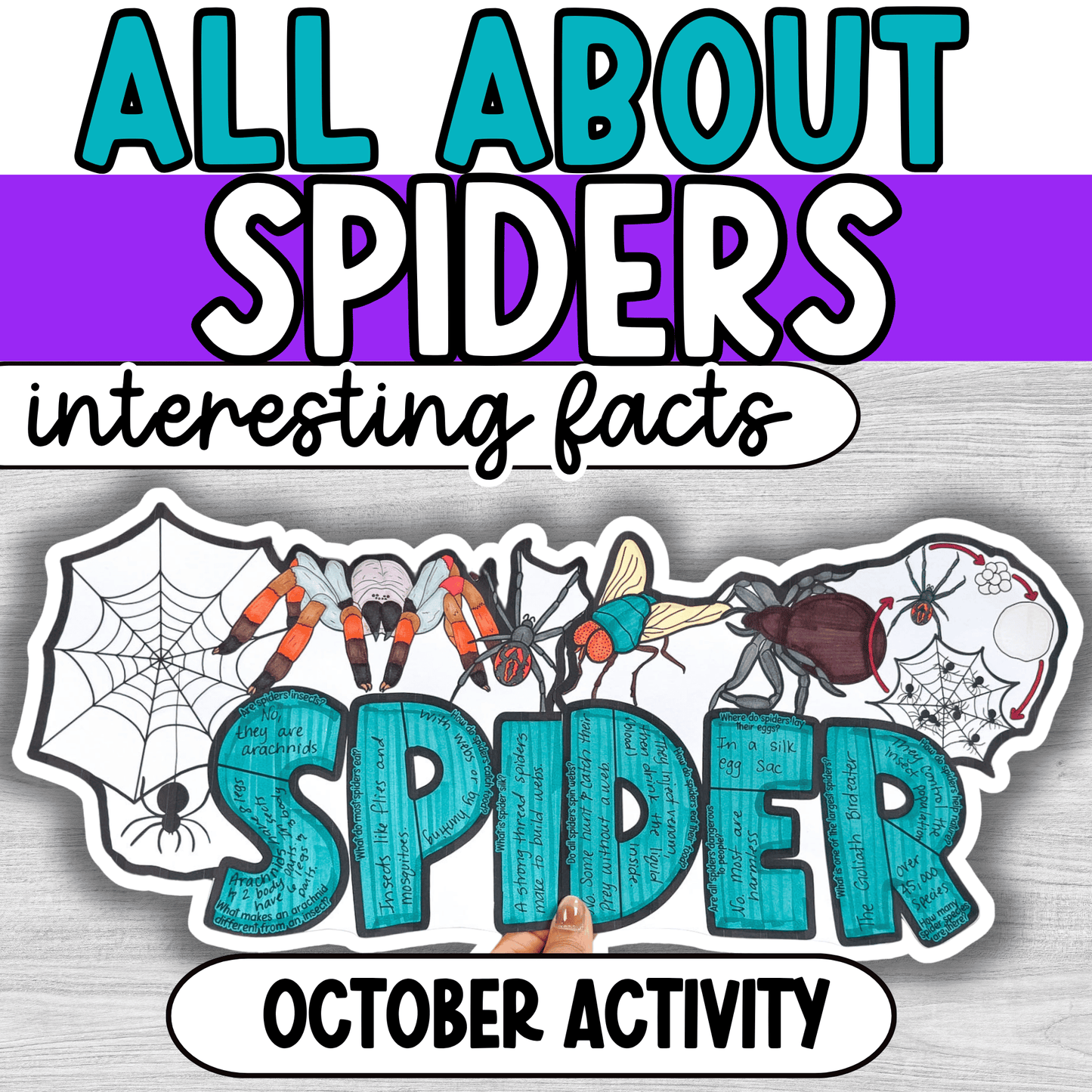 All About Spiders Project