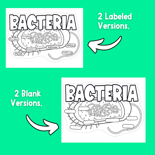 Bacteria Cell Labeling Diagram
