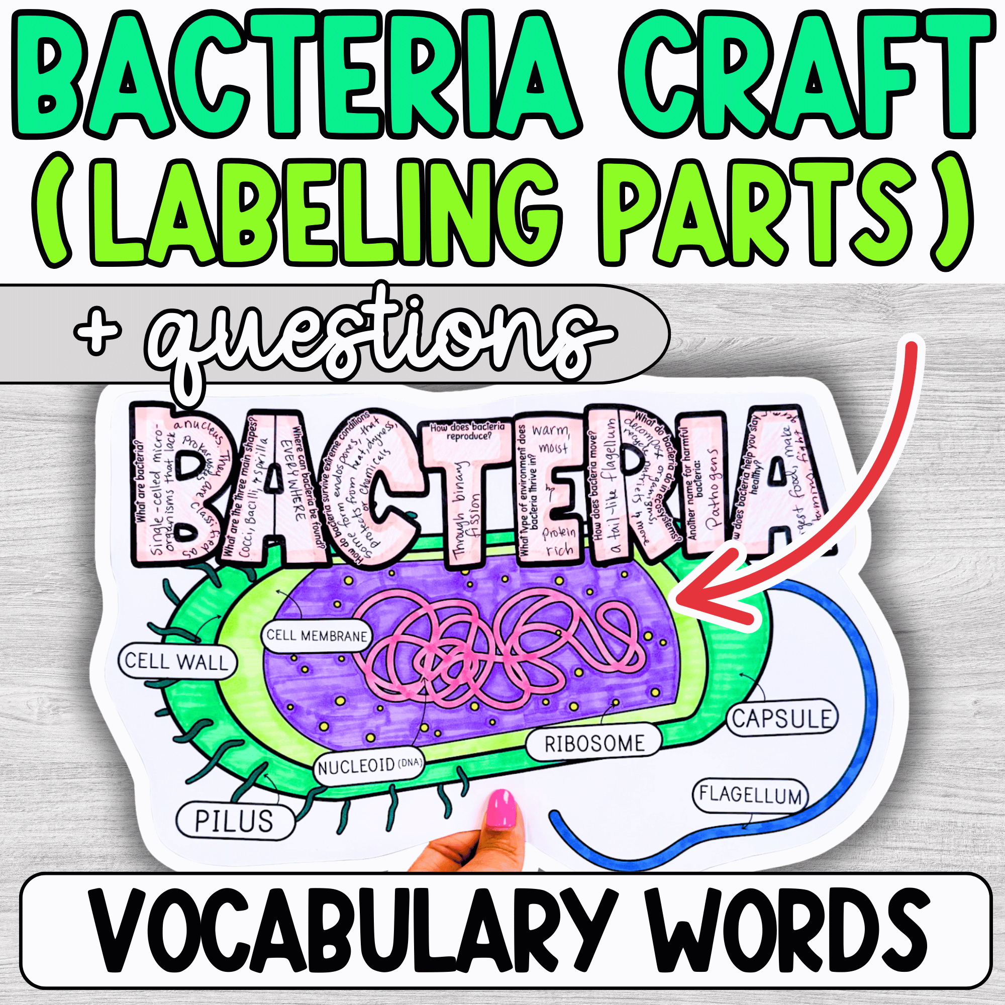 Bacteria Cell Labeling Diagram – Teacher Noire