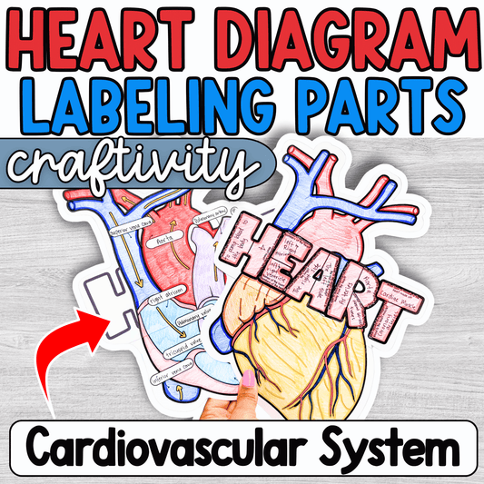 Parts of the Heart- Cardiovascular System