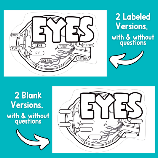 Parts of the Eye Diagram