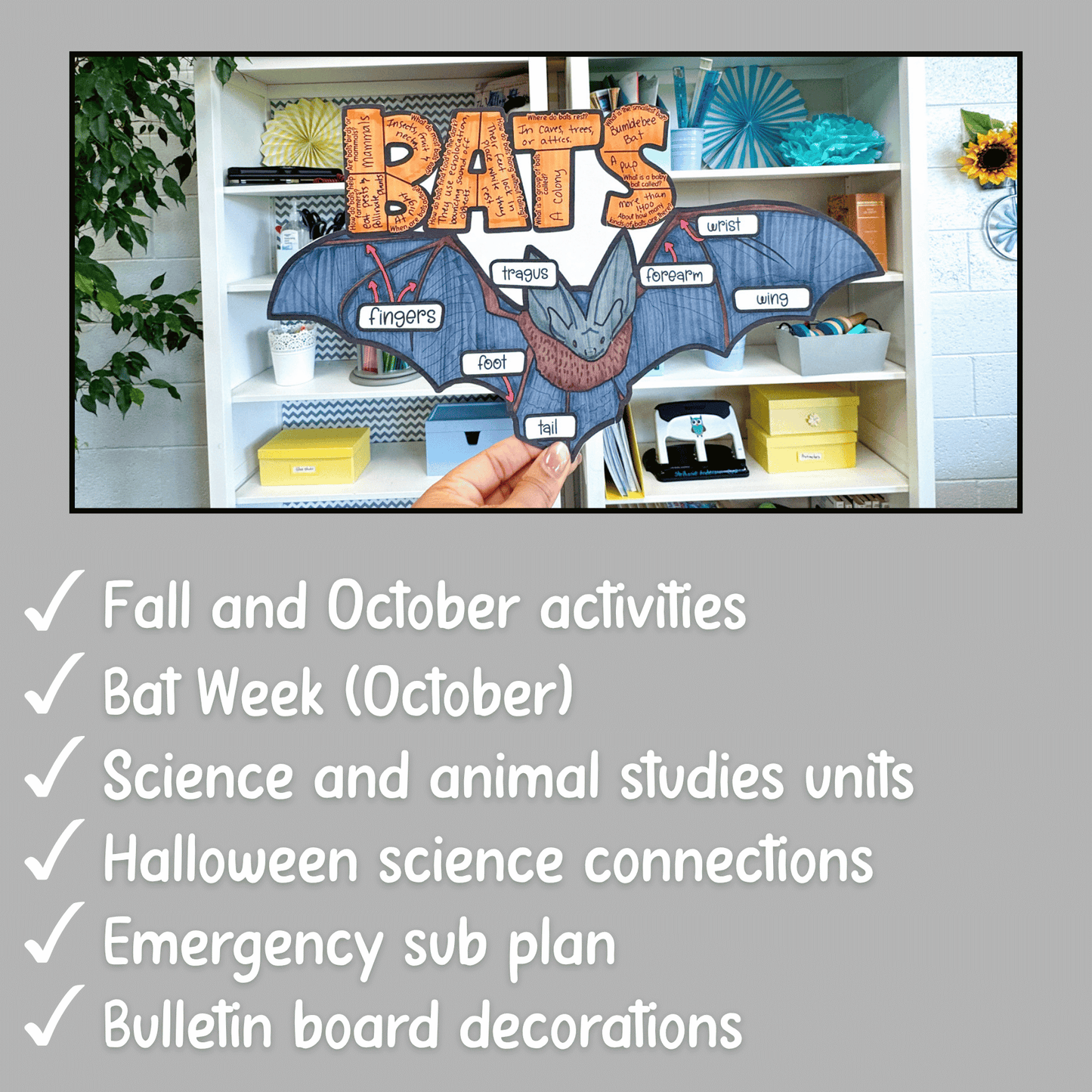 All About Bats Project