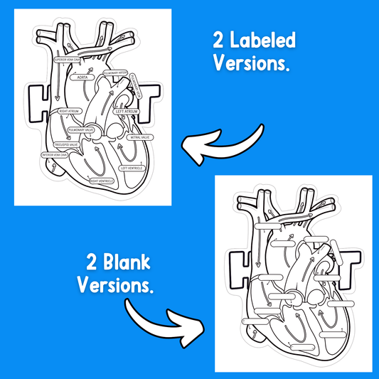Parts of the Heart- Cardiovascular System