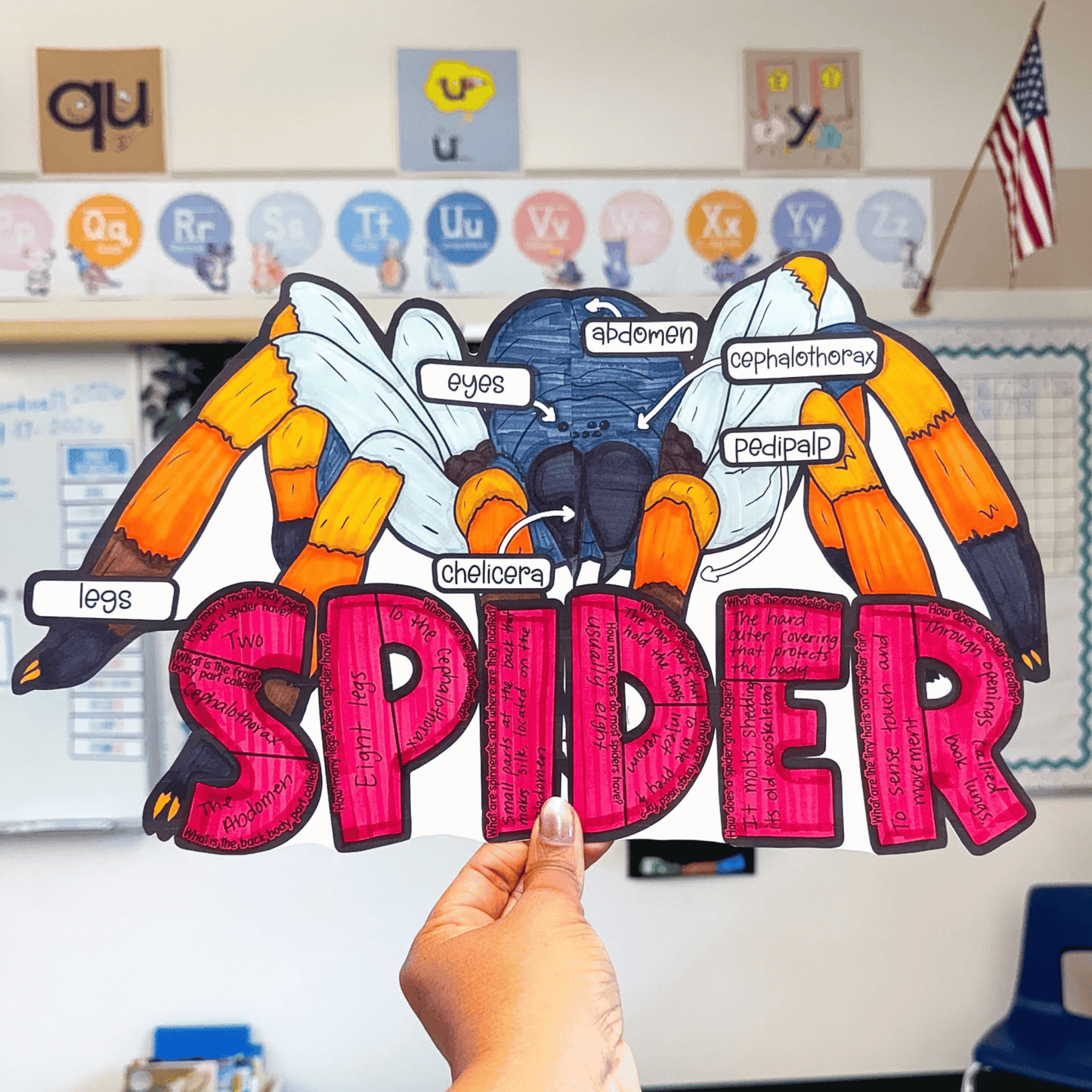 Parts of a Spider