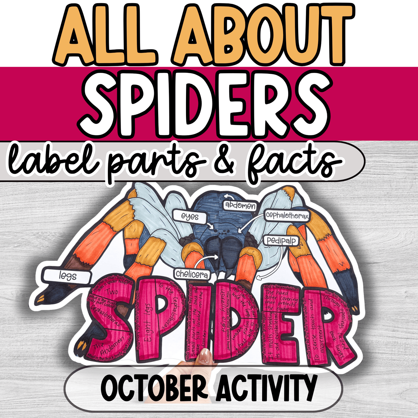 Parts of a Spider