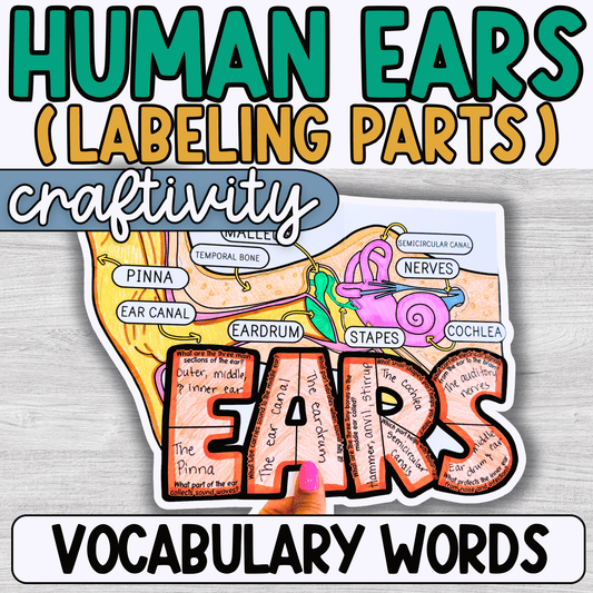 Part of the Ear Diagram