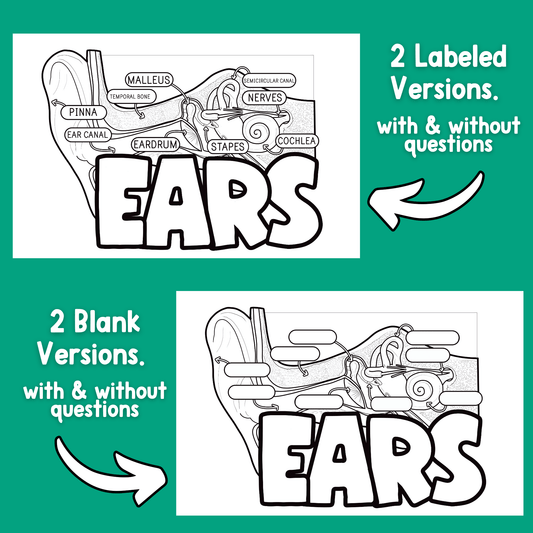 Part of the Ear Diagram