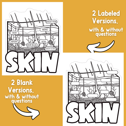 Parts of Skin Diagram