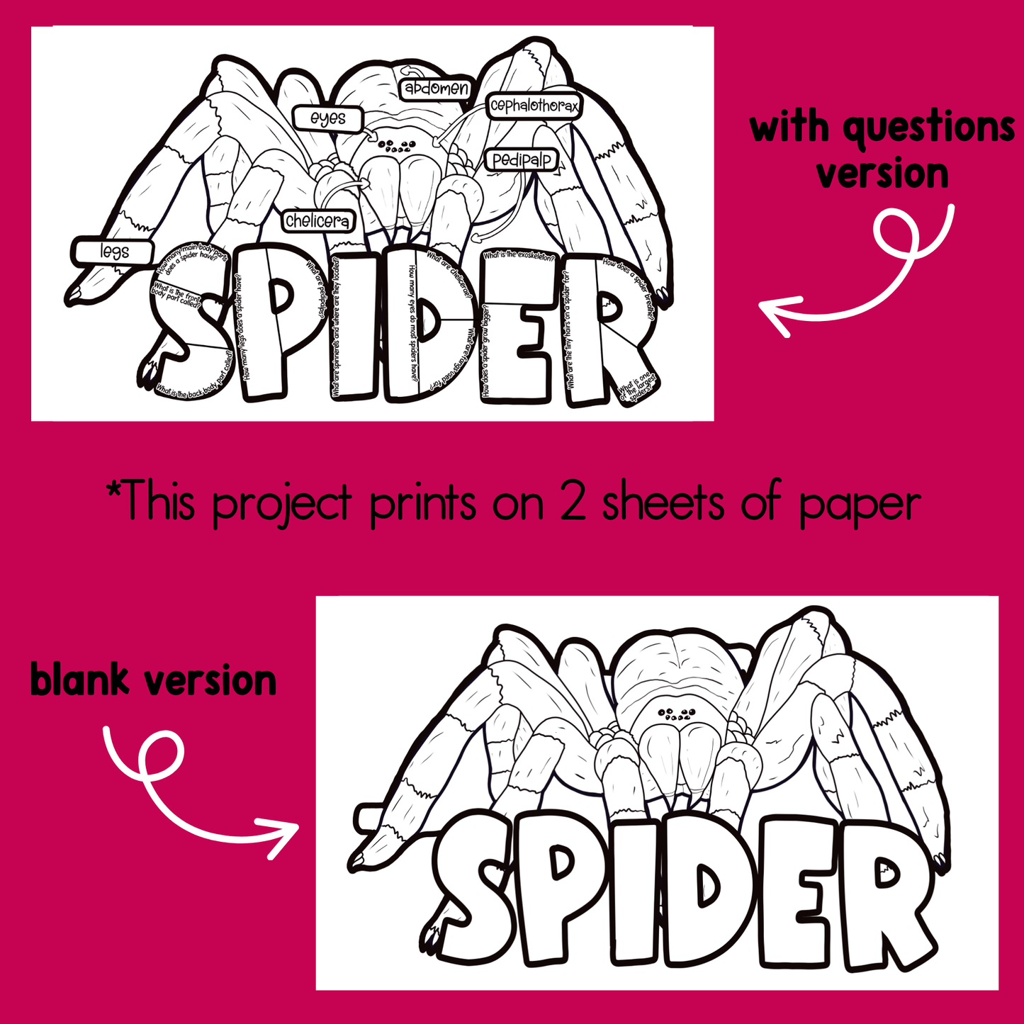Parts of a Spider