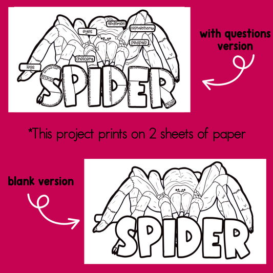 Parts of a Spider