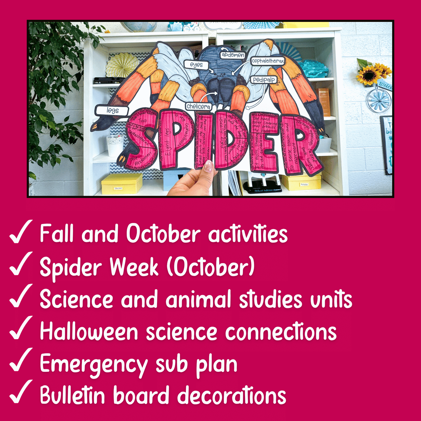 Parts of a Spider